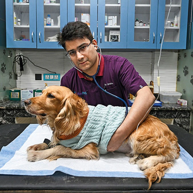 Pet care